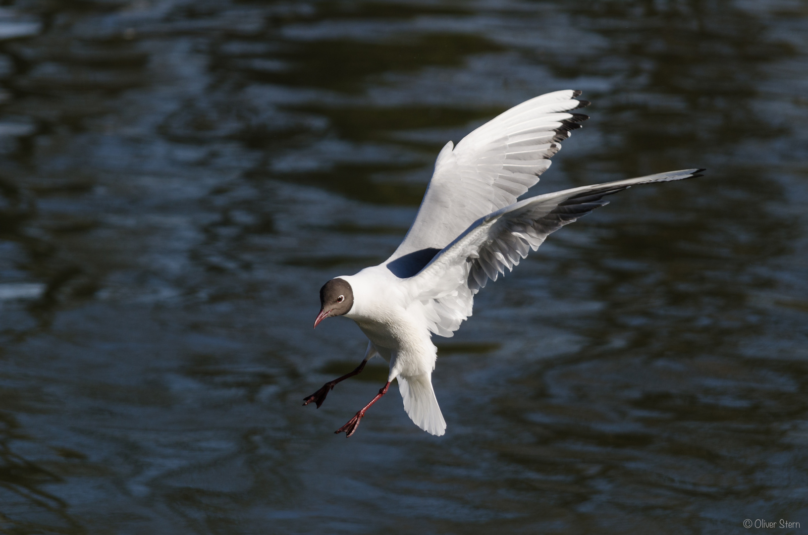 Möwe im Anflug