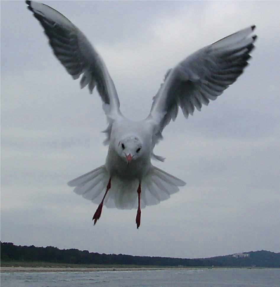 Möwe im Anflug