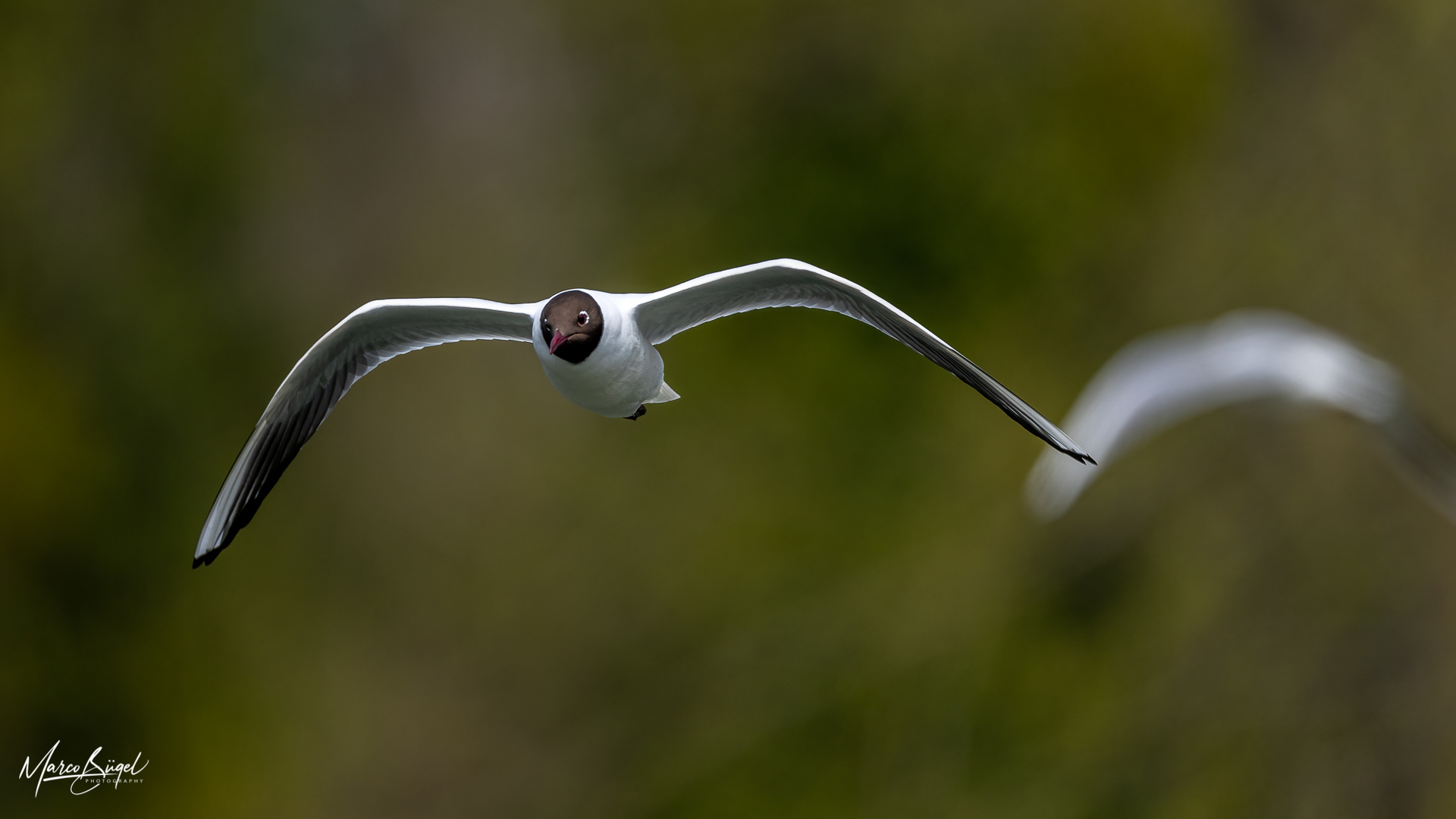 Möwe im Anflug ...