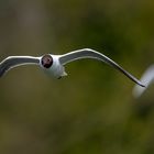 Möwe im Anflug ...