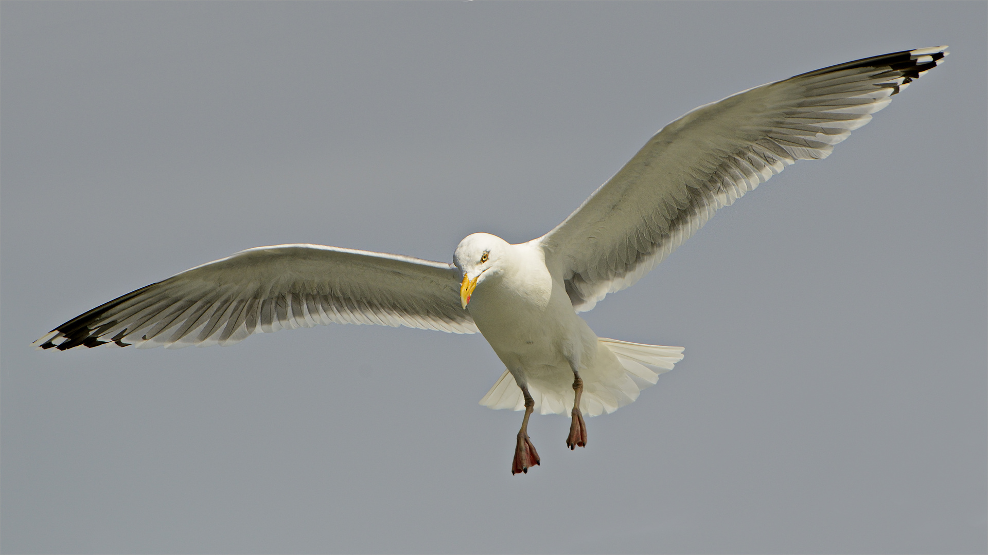 MÖWE im Anflug