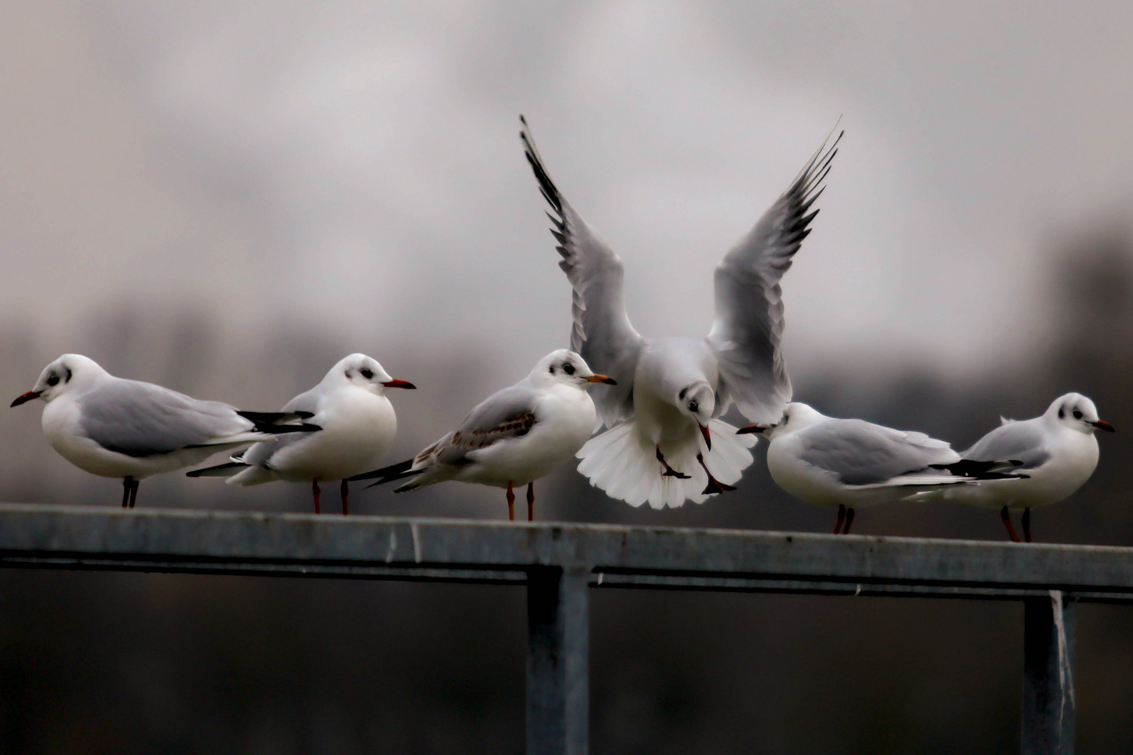 Möwe im Anflug