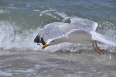 Möwe im Anflug