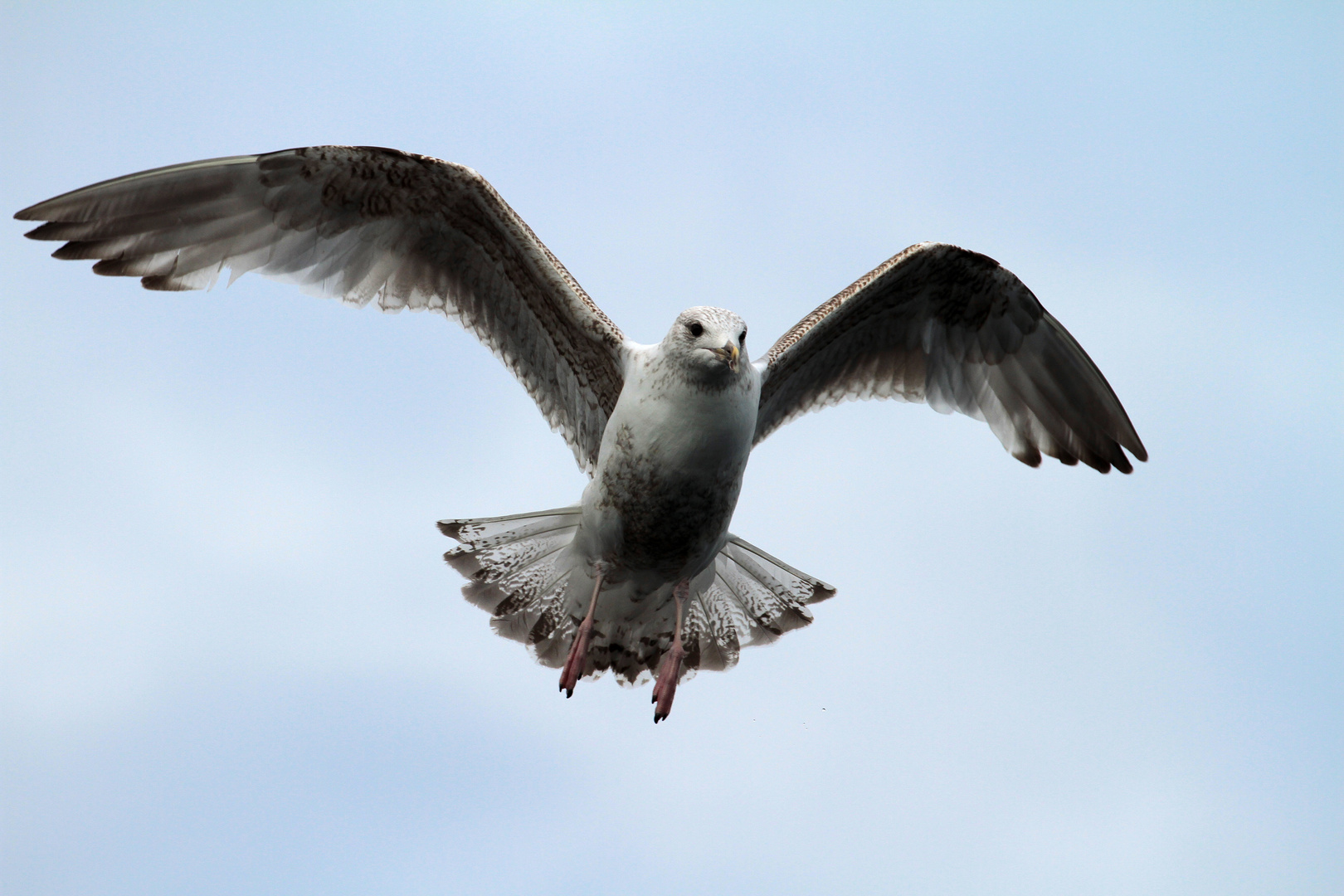 Möwe im Anflug