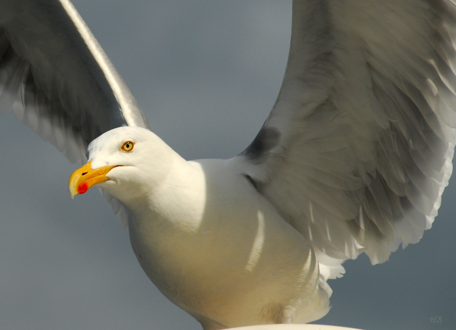 Möwe im Anflug