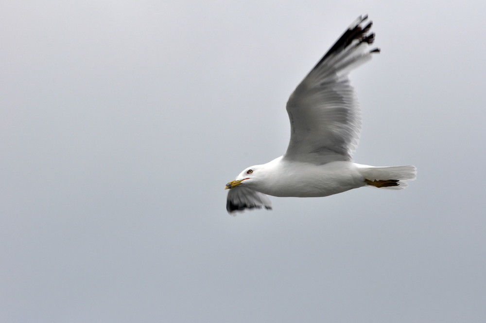 Moewe im Anflug