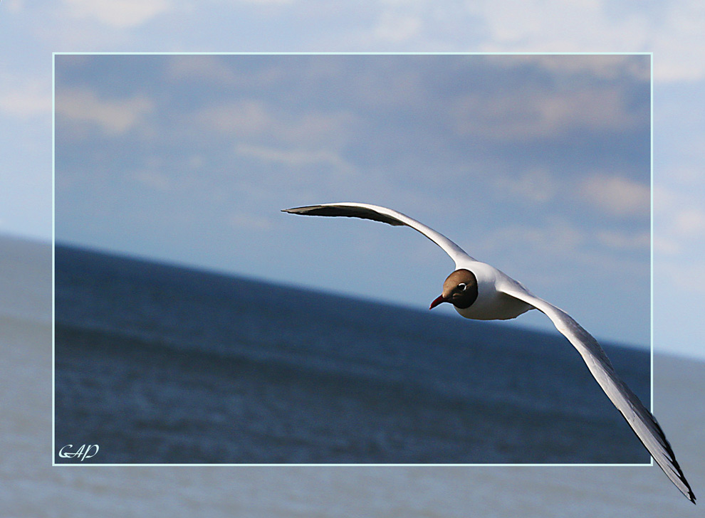 Möwe im Anflug