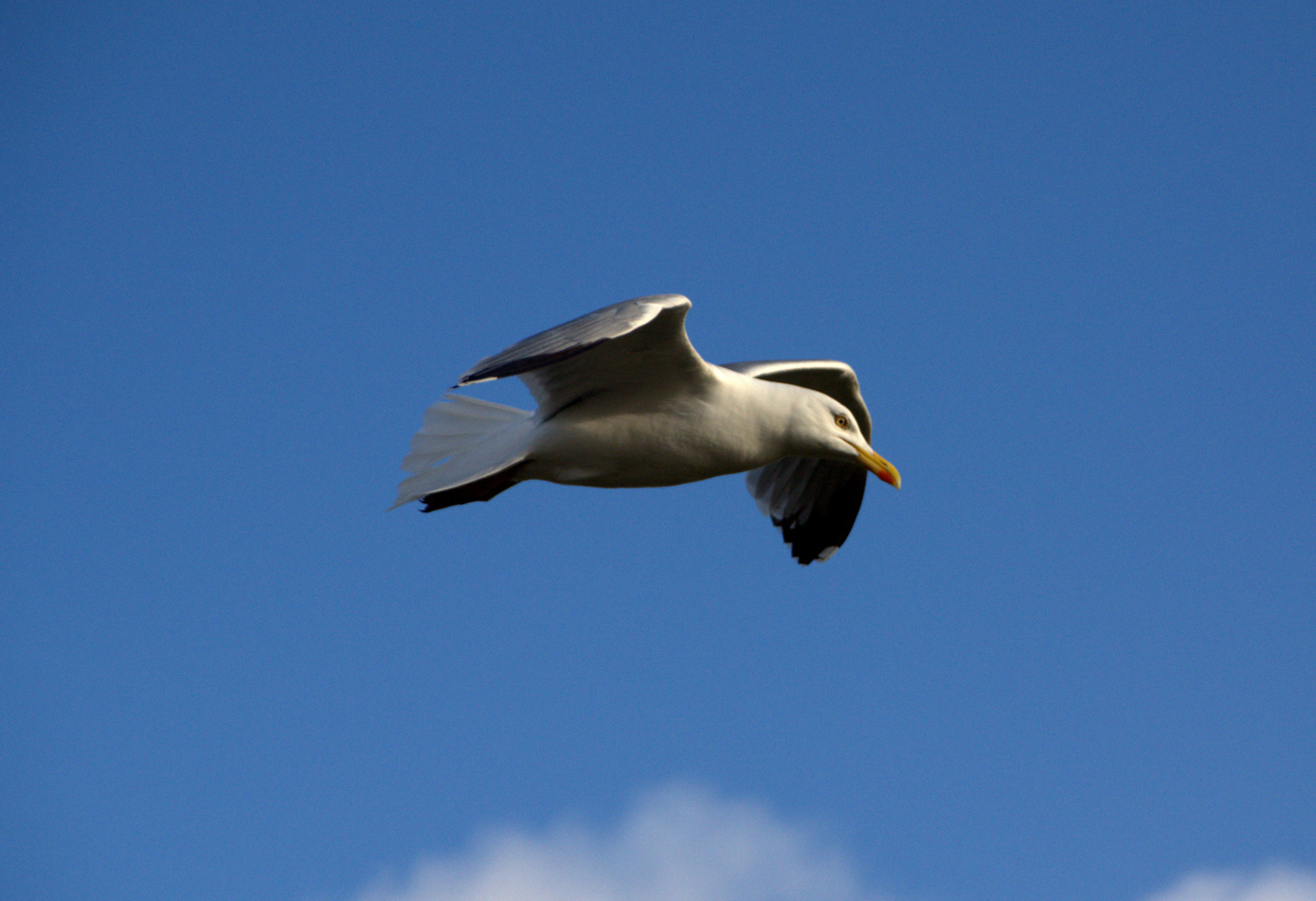 Möwe im Anflug