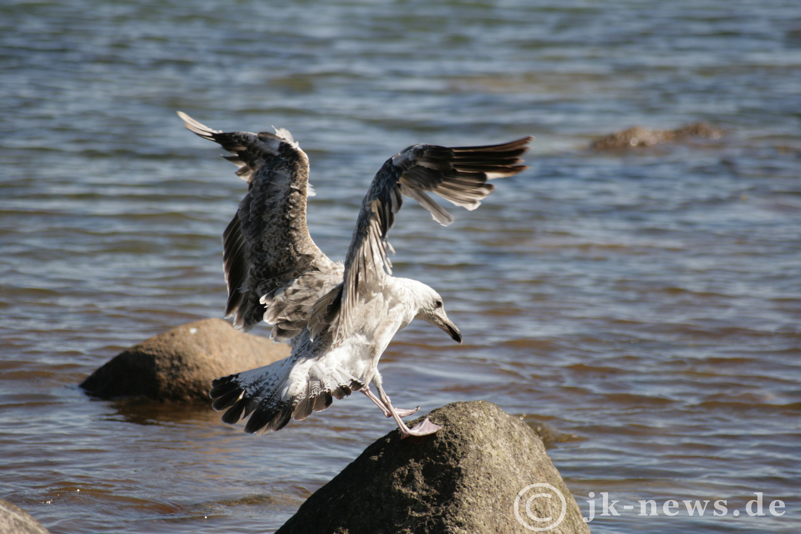 Möwe im Anflug