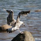 Möwe im Anflug