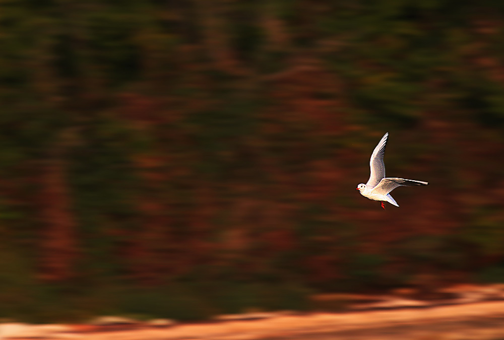 Möwe im Anflug