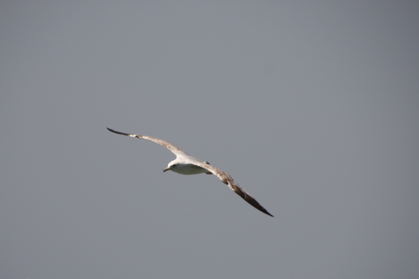 Möwe im anflug