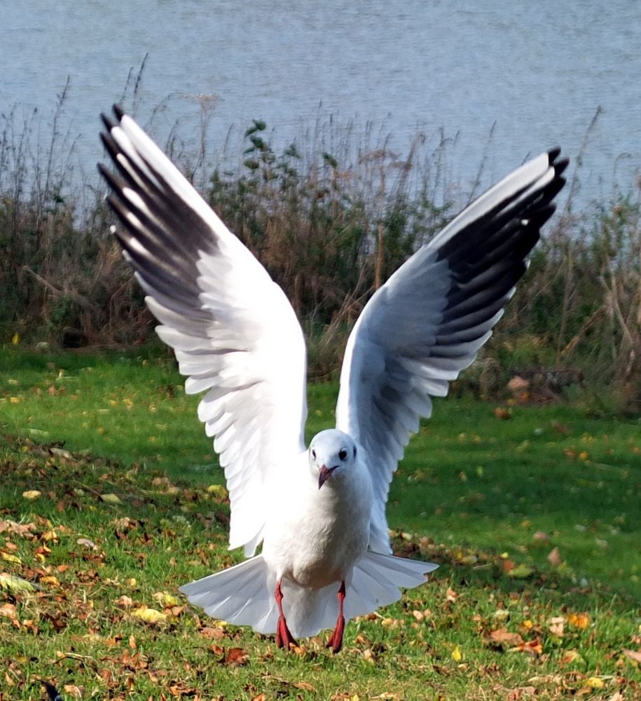 Möwe im Anflug