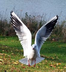 Möwe im Anflug