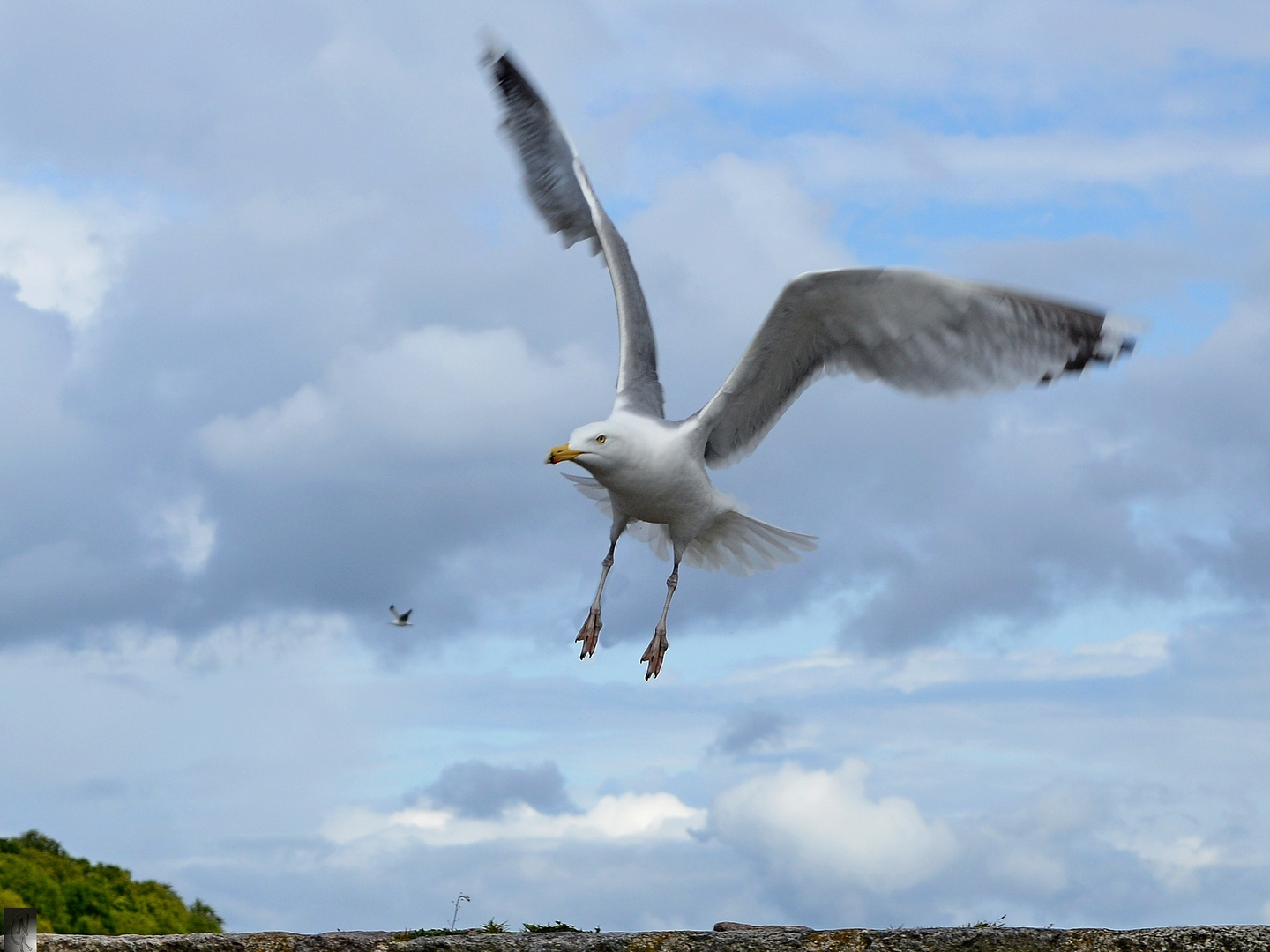 Möwe im Anflug