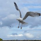 Möwe im Anflug