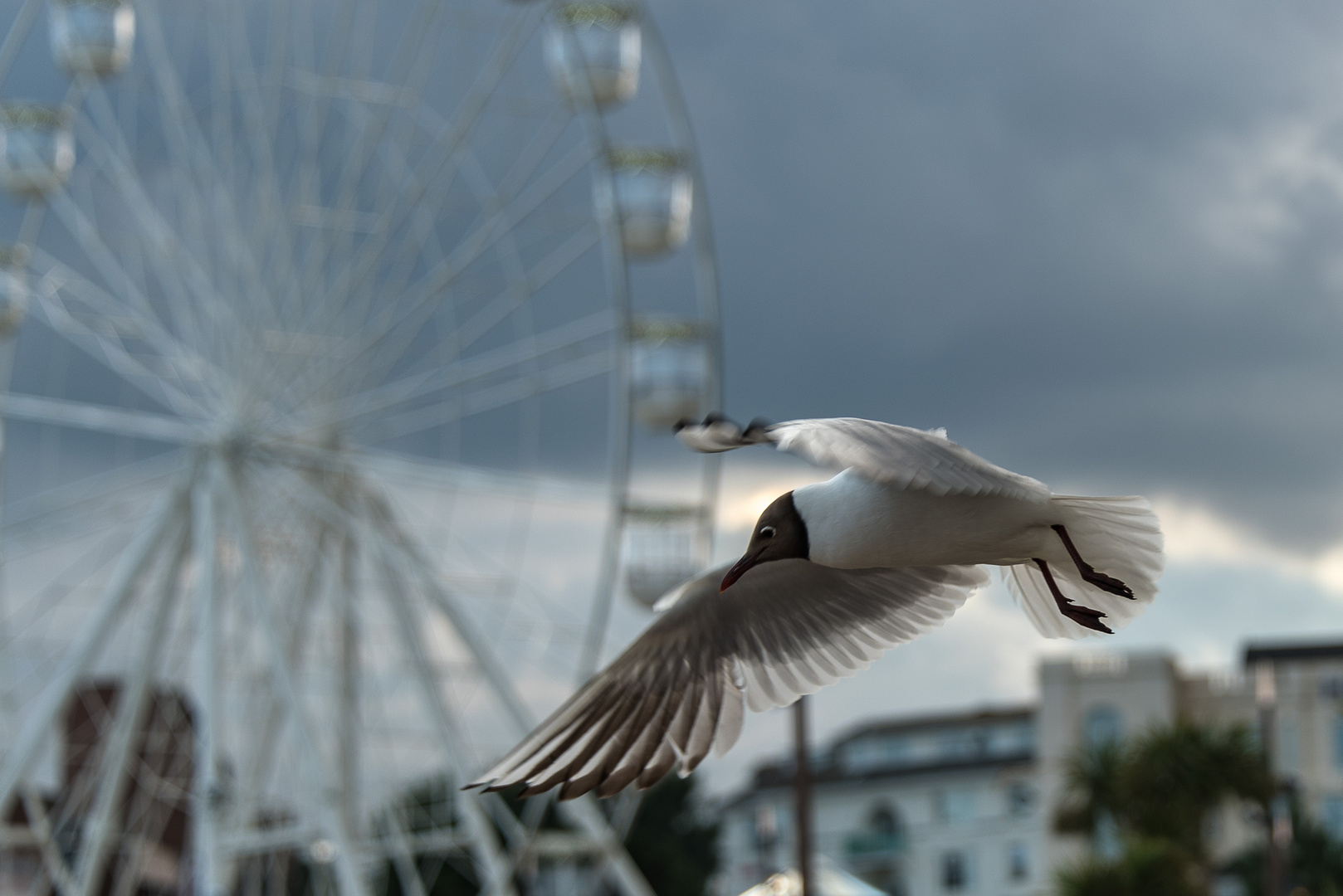 Möwe im Anflug