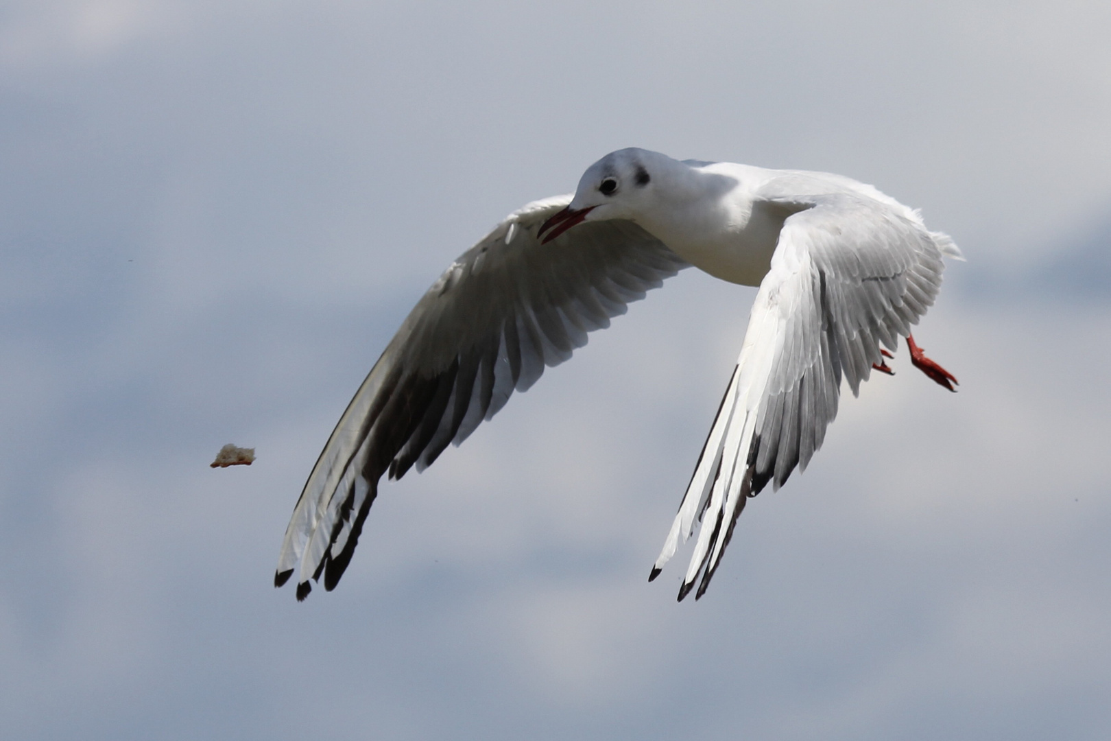 Möwe im Anflug