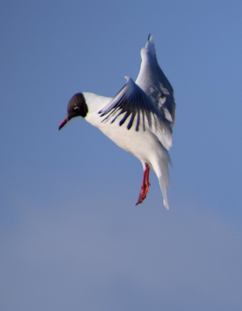 möwe im Anflug