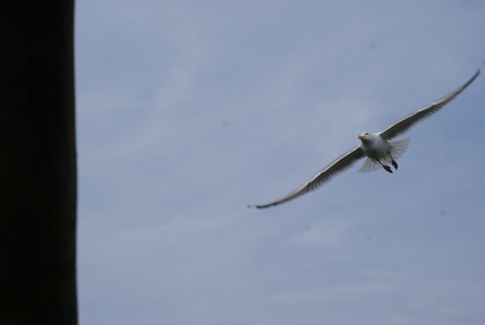 Möwe im Anflug