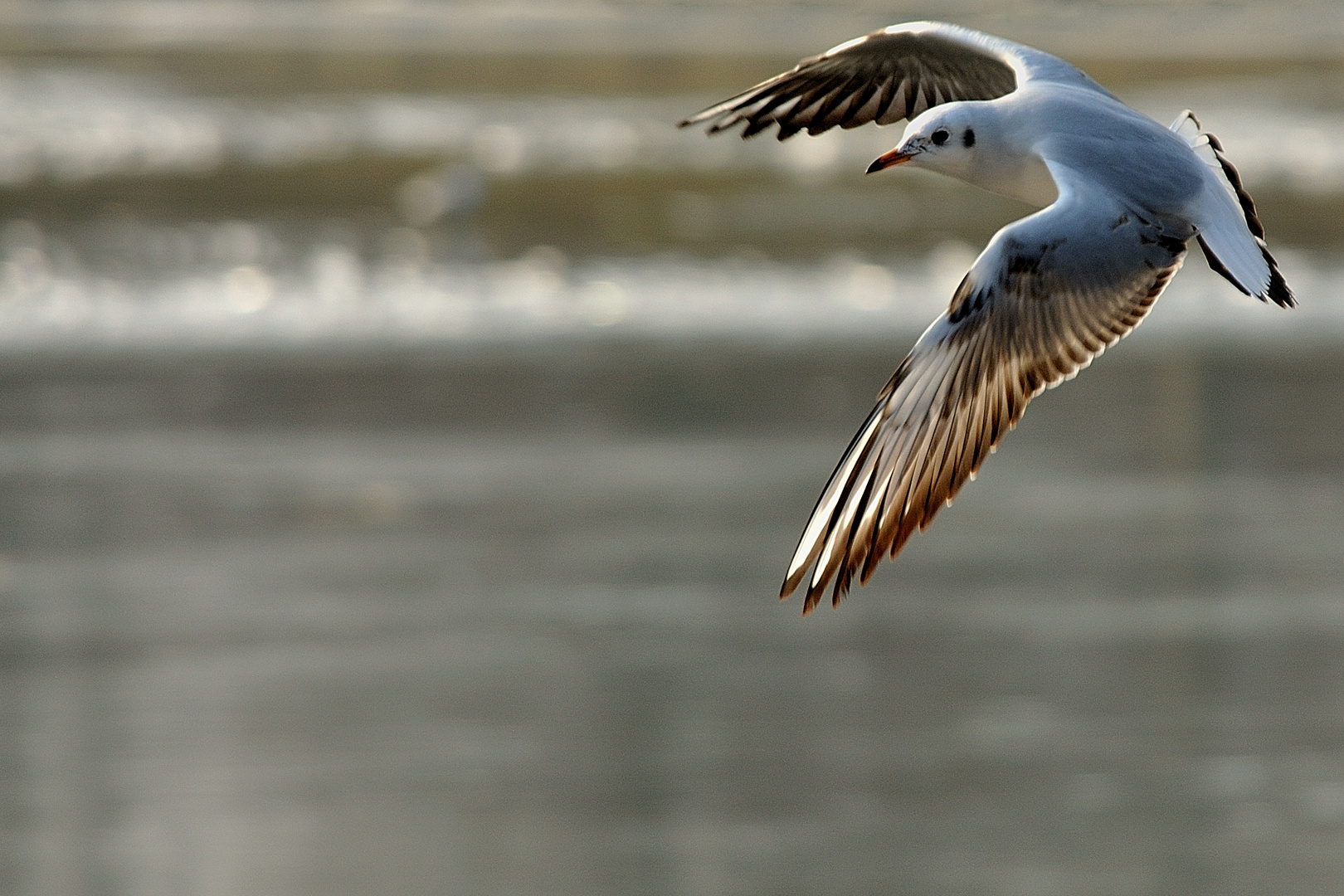 Möwe im Anflug