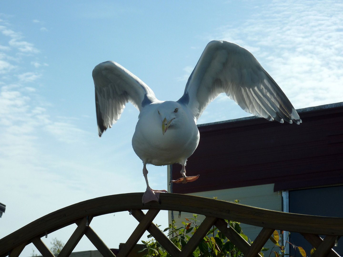 Möwe im Anflug