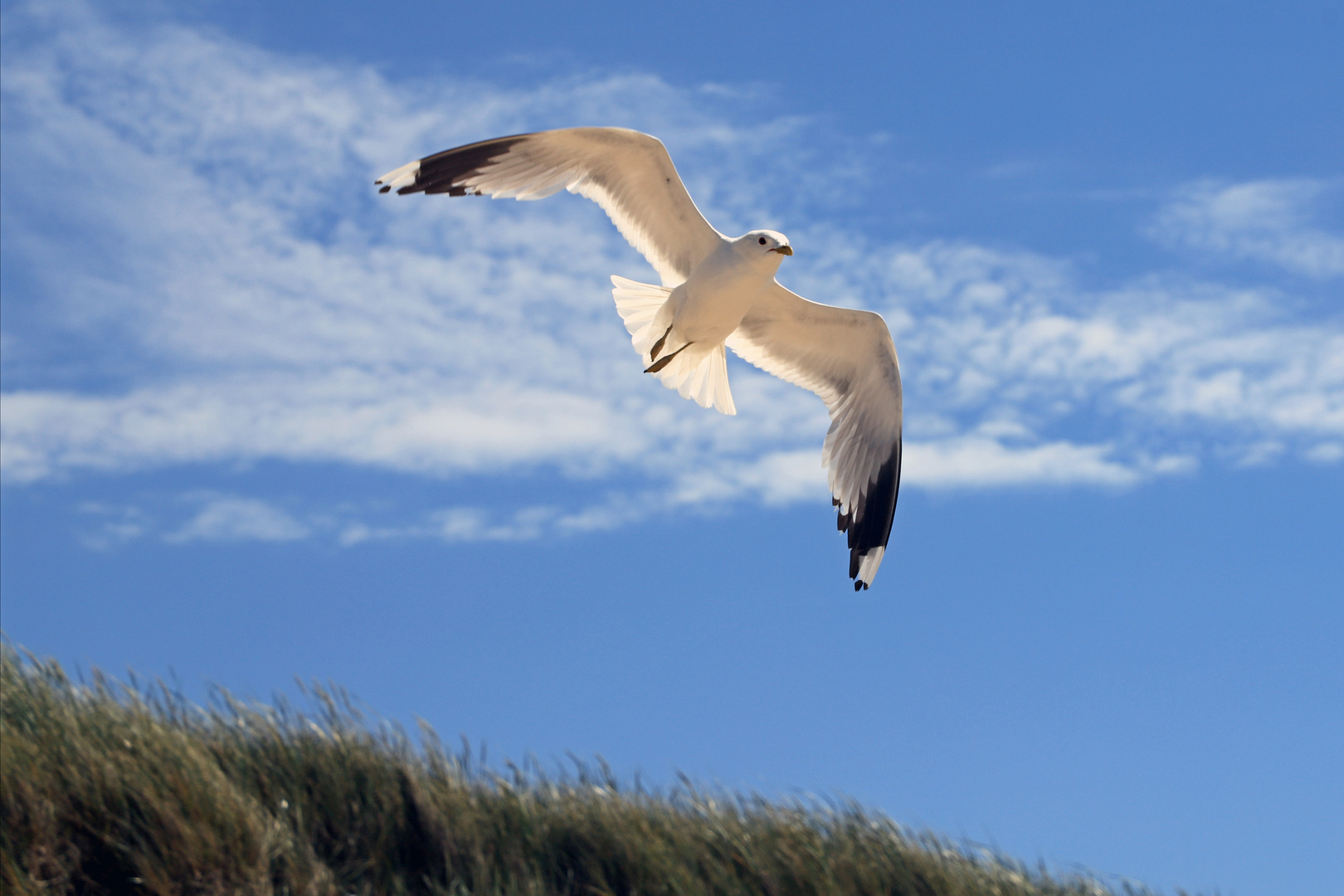 Möwe im Anflug