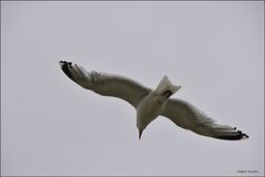 Möwe im Anflug auf dem Castle in Tintagel / Cornwall