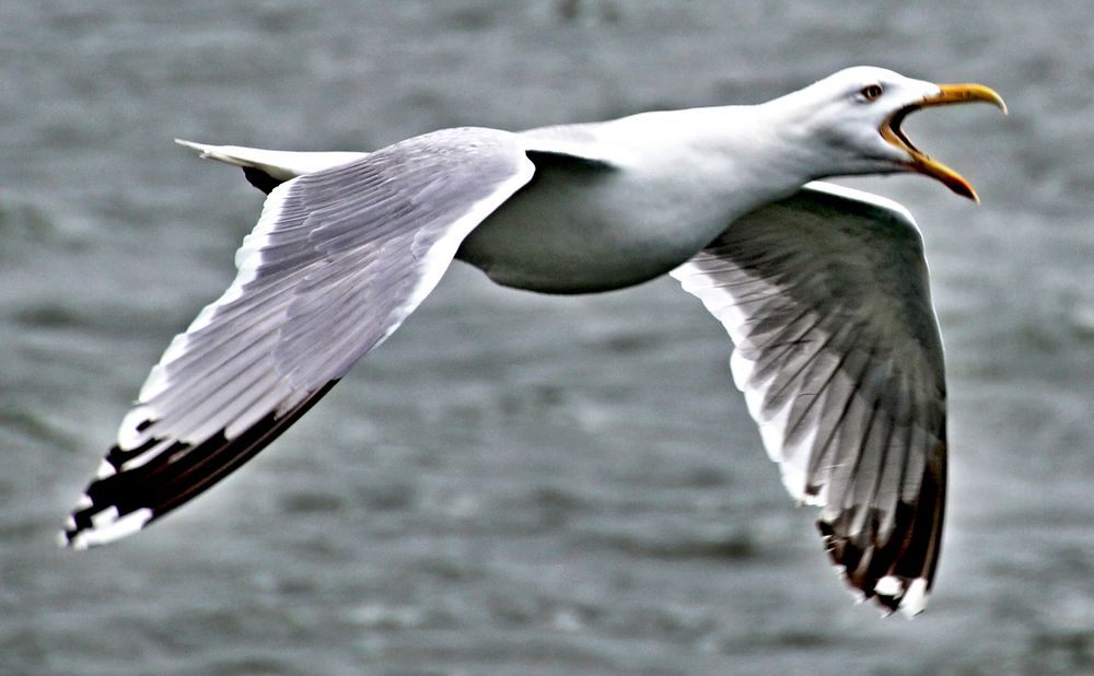 Möwe im Anflug auf den Krabbenkutter