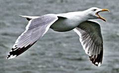 Möwe im Anflug auf den Krabbenkutter