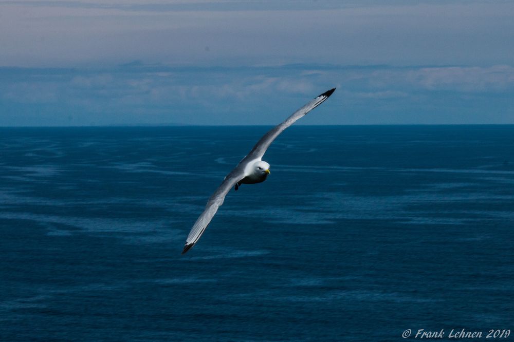 Möwe im Anflug