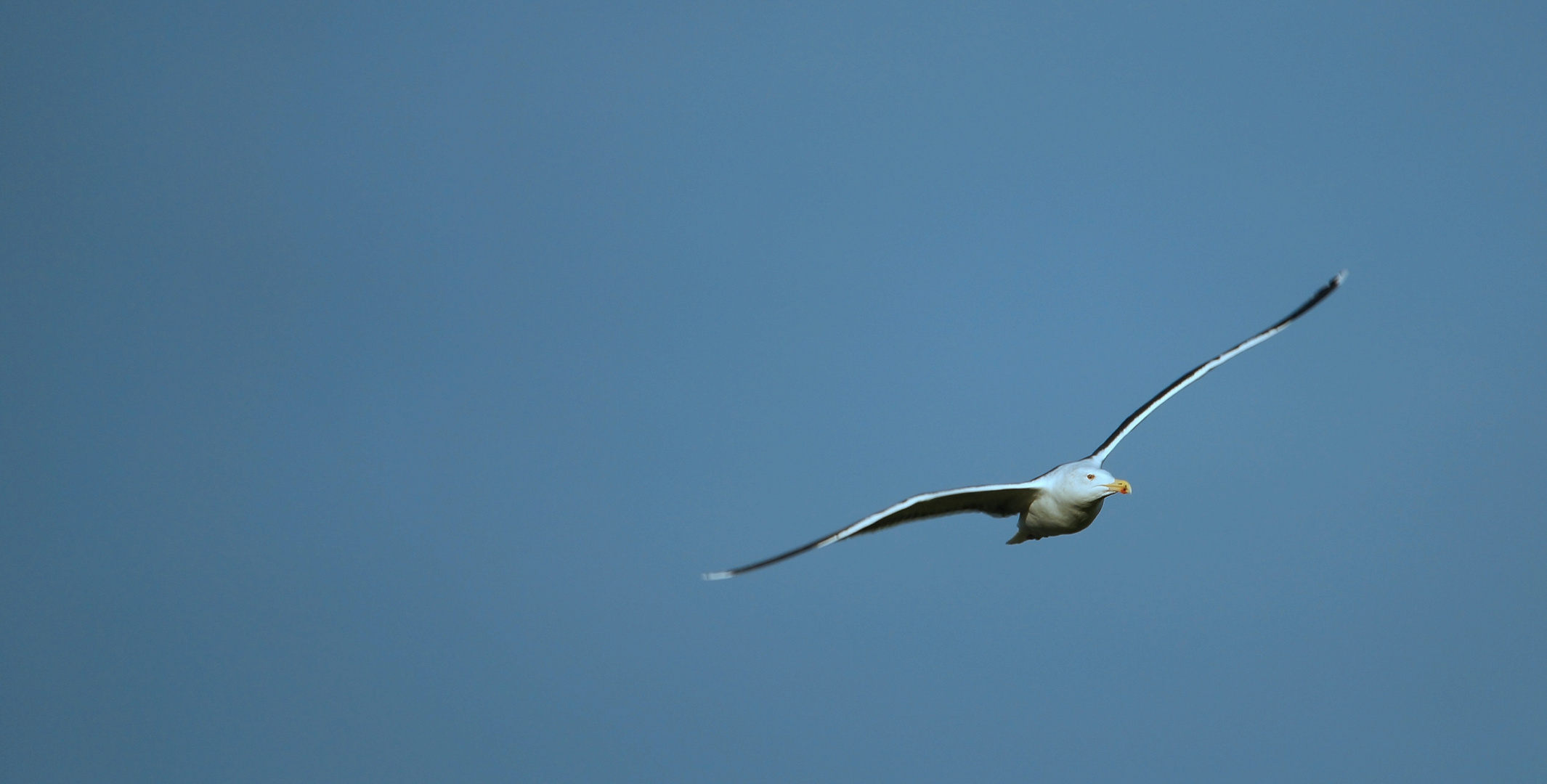 Möwe im Anflug