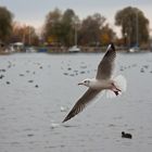 Möwe im Anflug