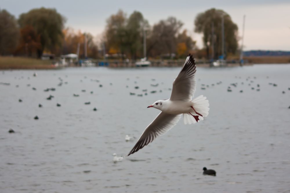 Möwe im Anflug