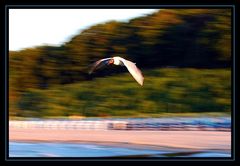 Möwe im Anflug