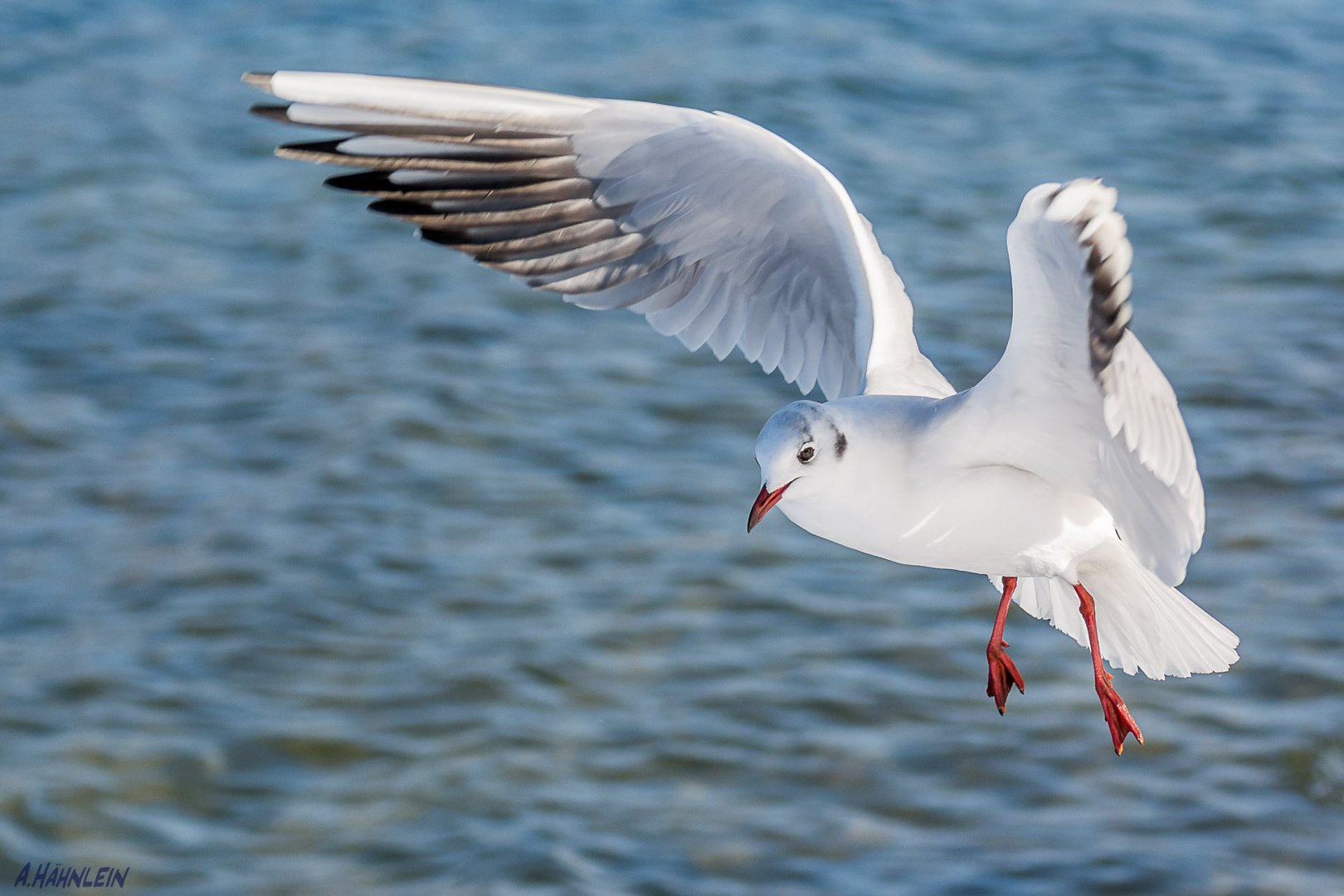 Möwe im Anflug