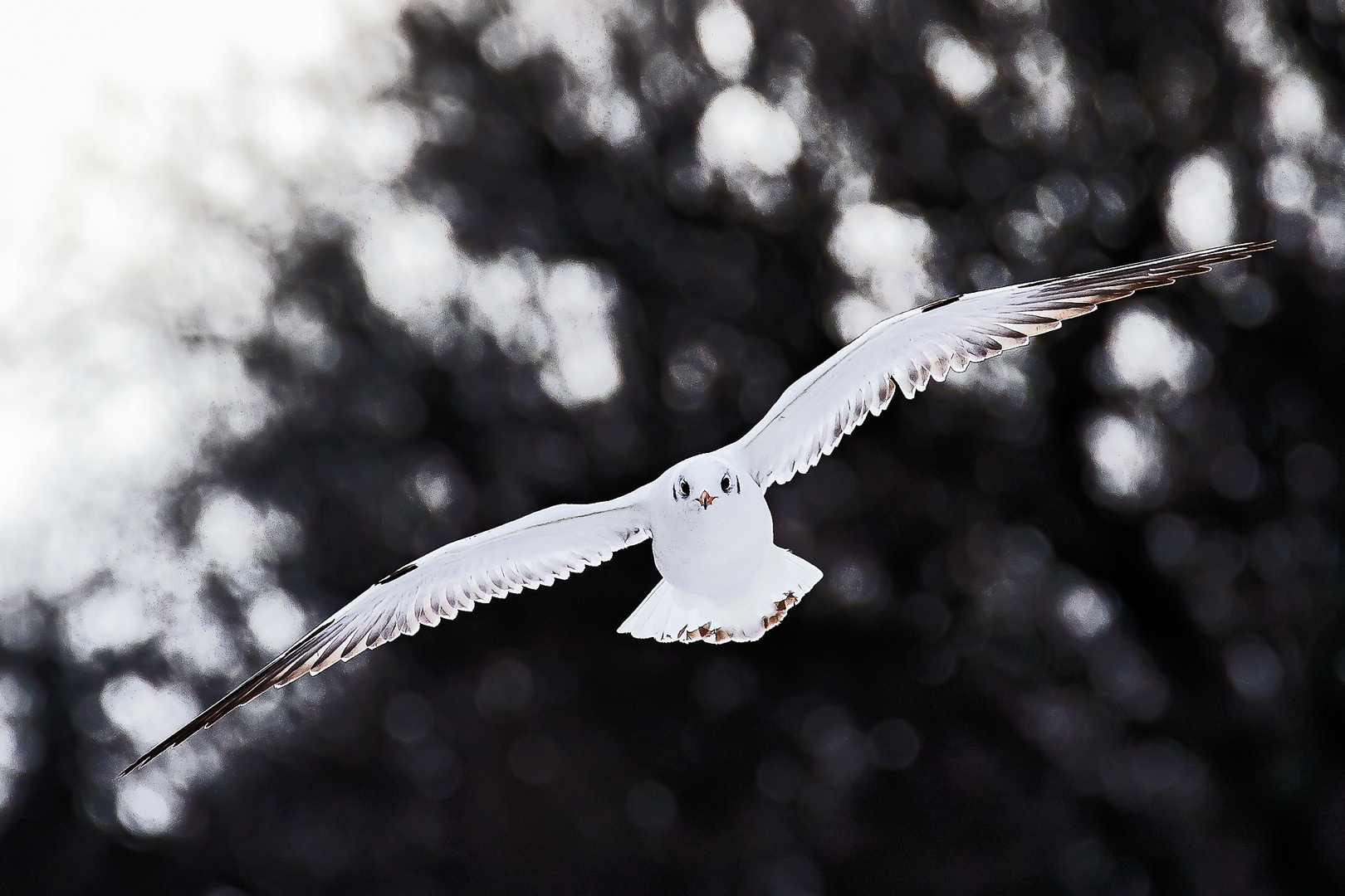 Möwe im Anflug