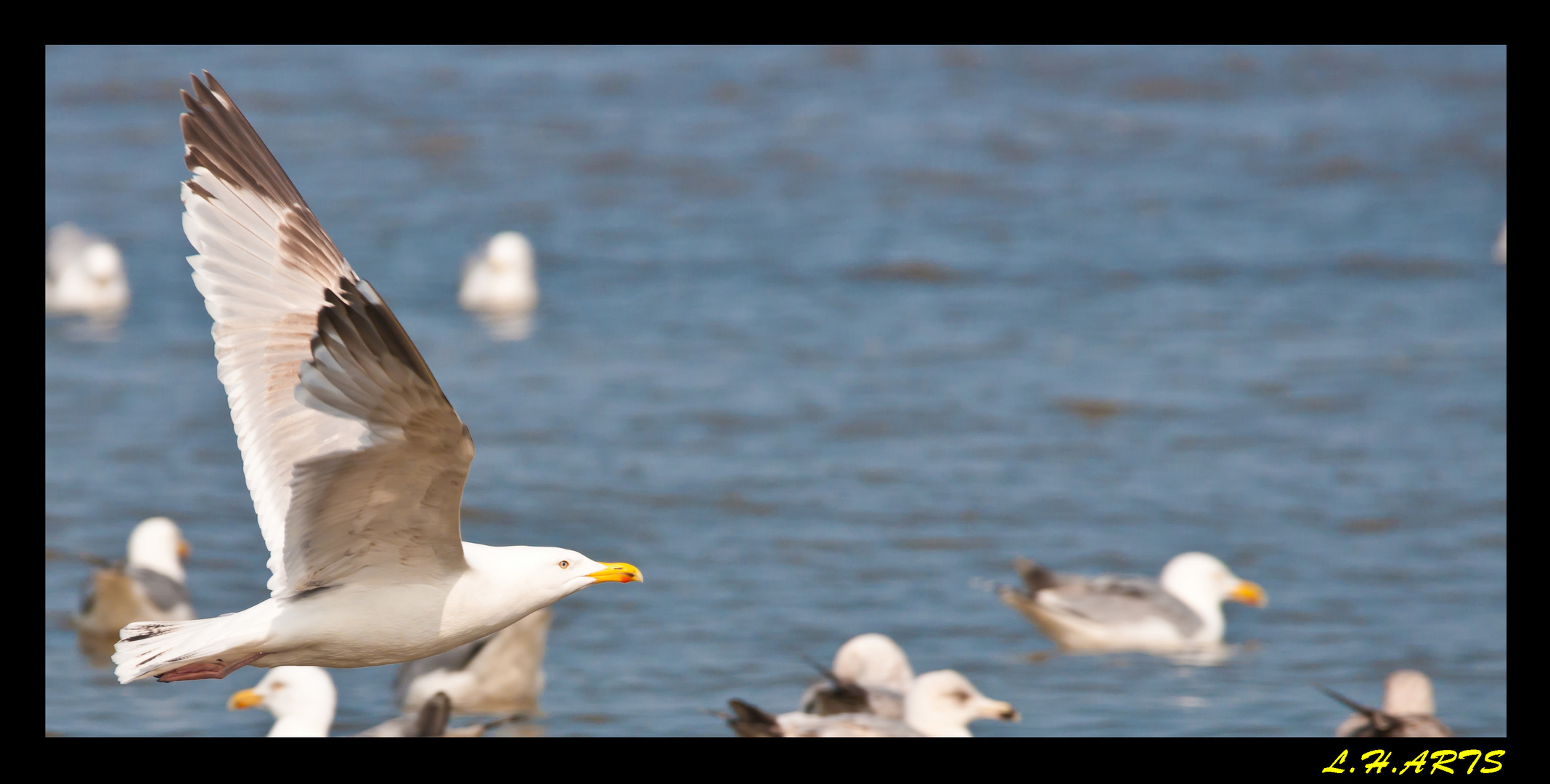 möwe im anflug