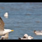 möwe im anflug