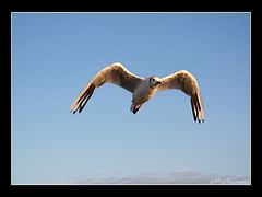 Möwe im Anflug