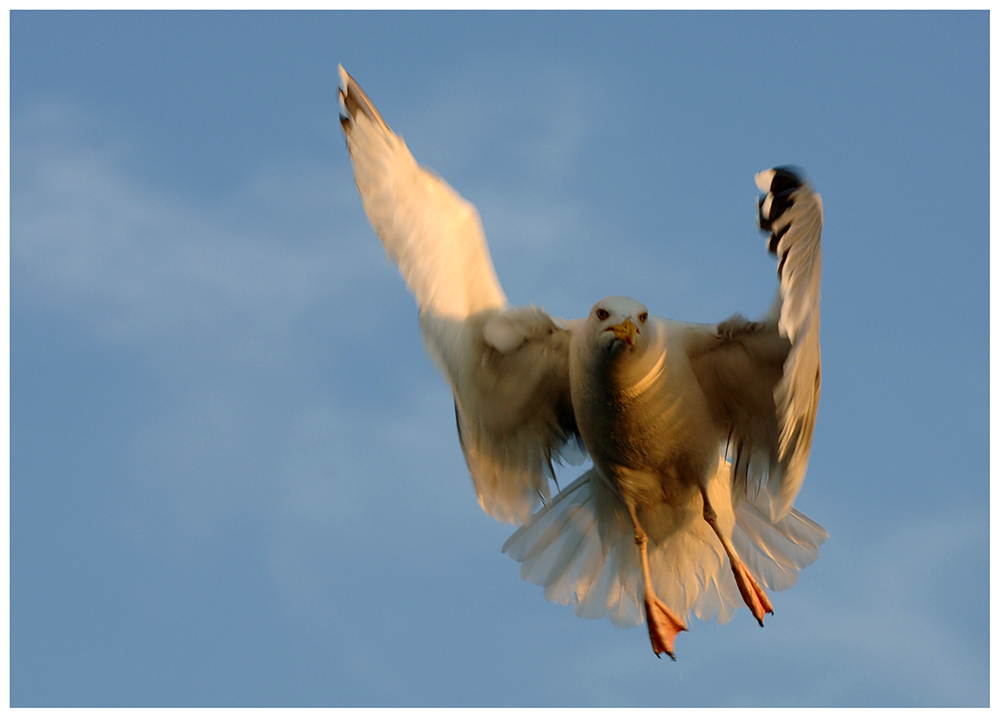 Möwe im Anflug