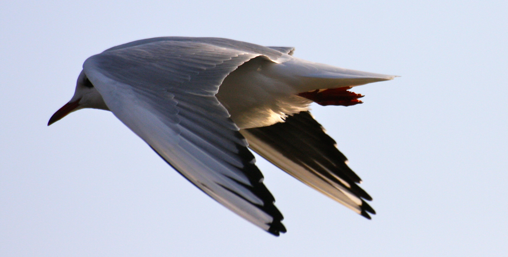 Möwe im Anflug