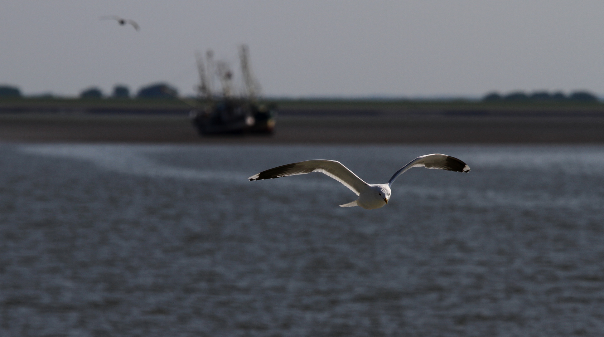 Möwe im Anflug