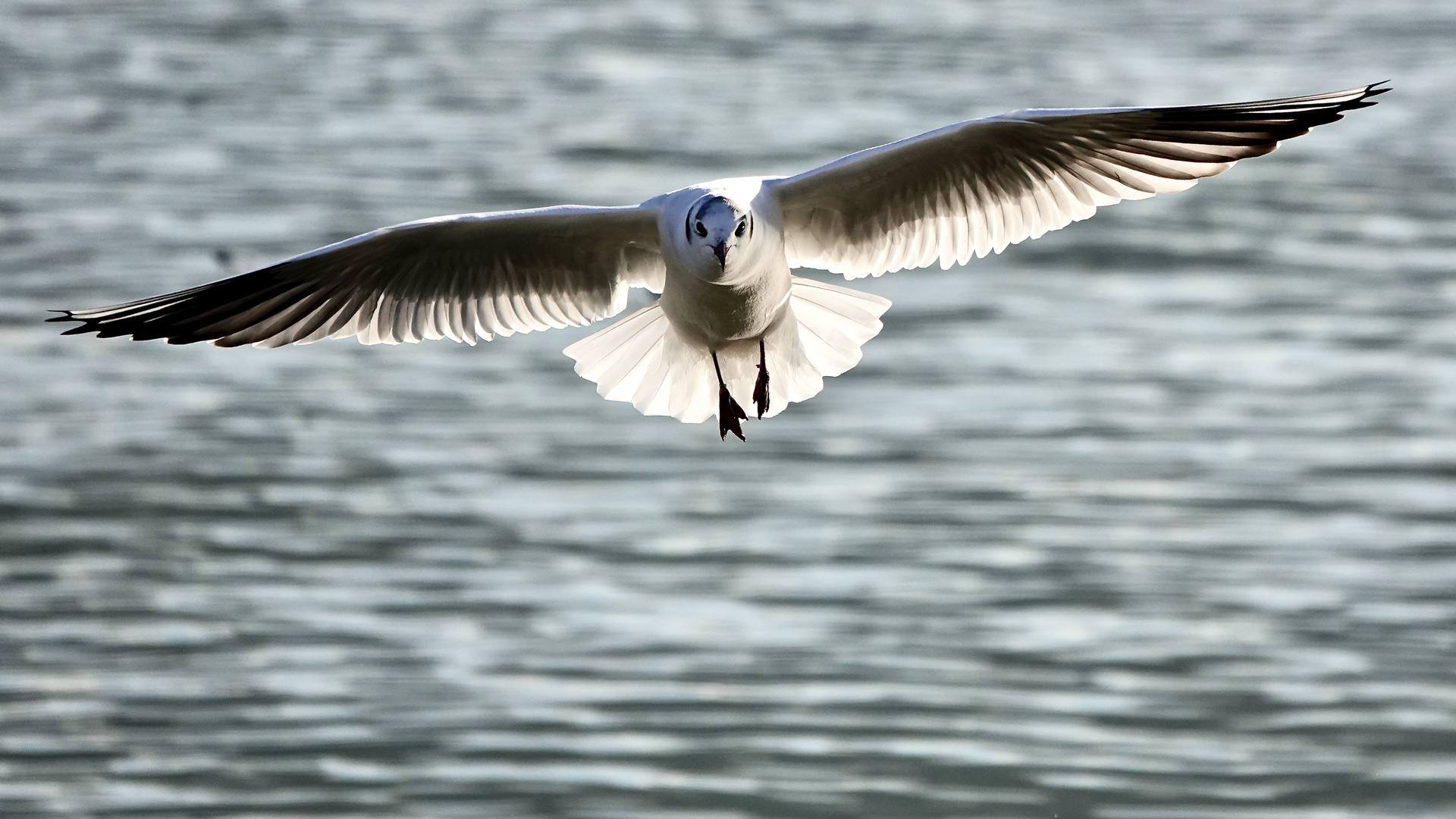 Möwe im Anflug