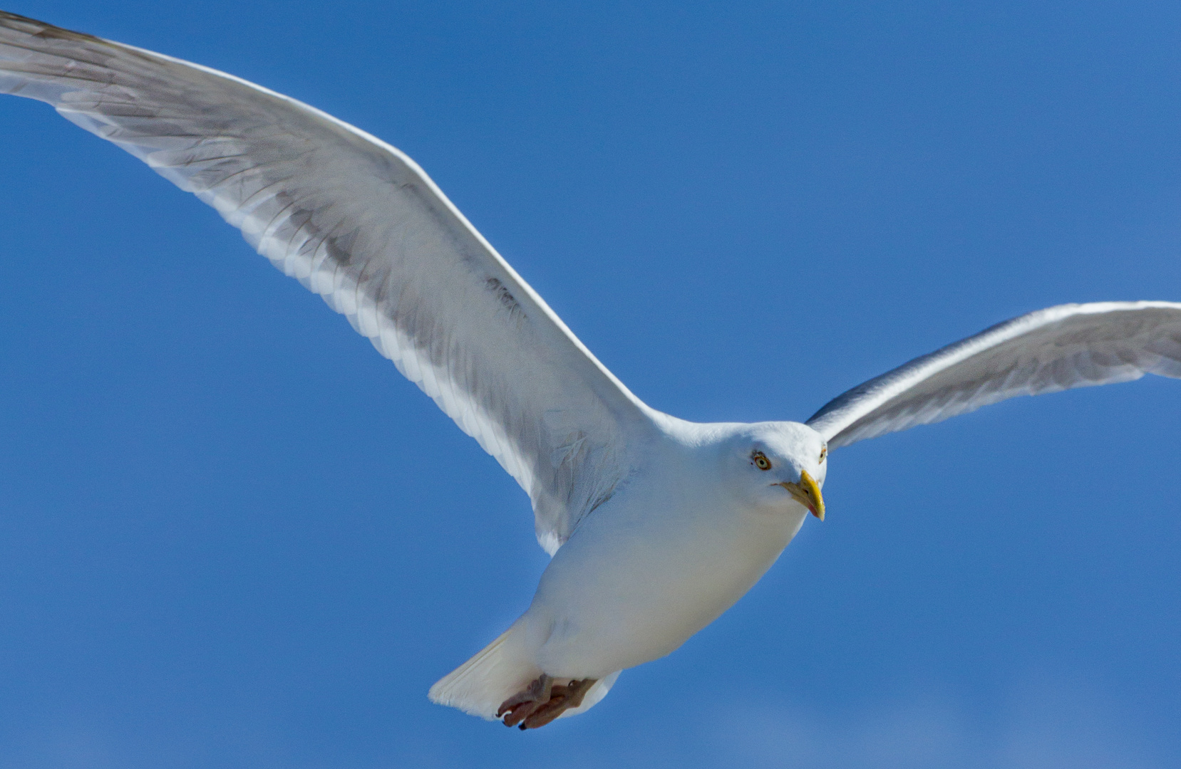 Möwe im Anflug