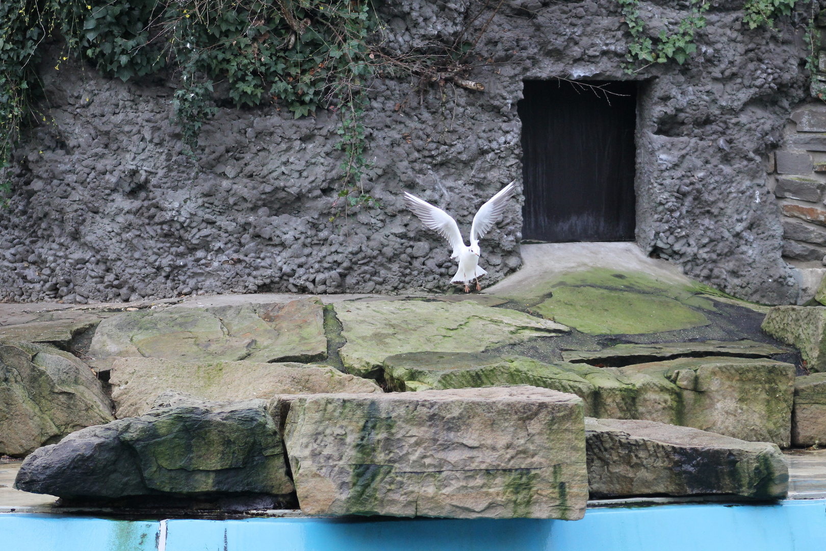 Möwe im Anflug