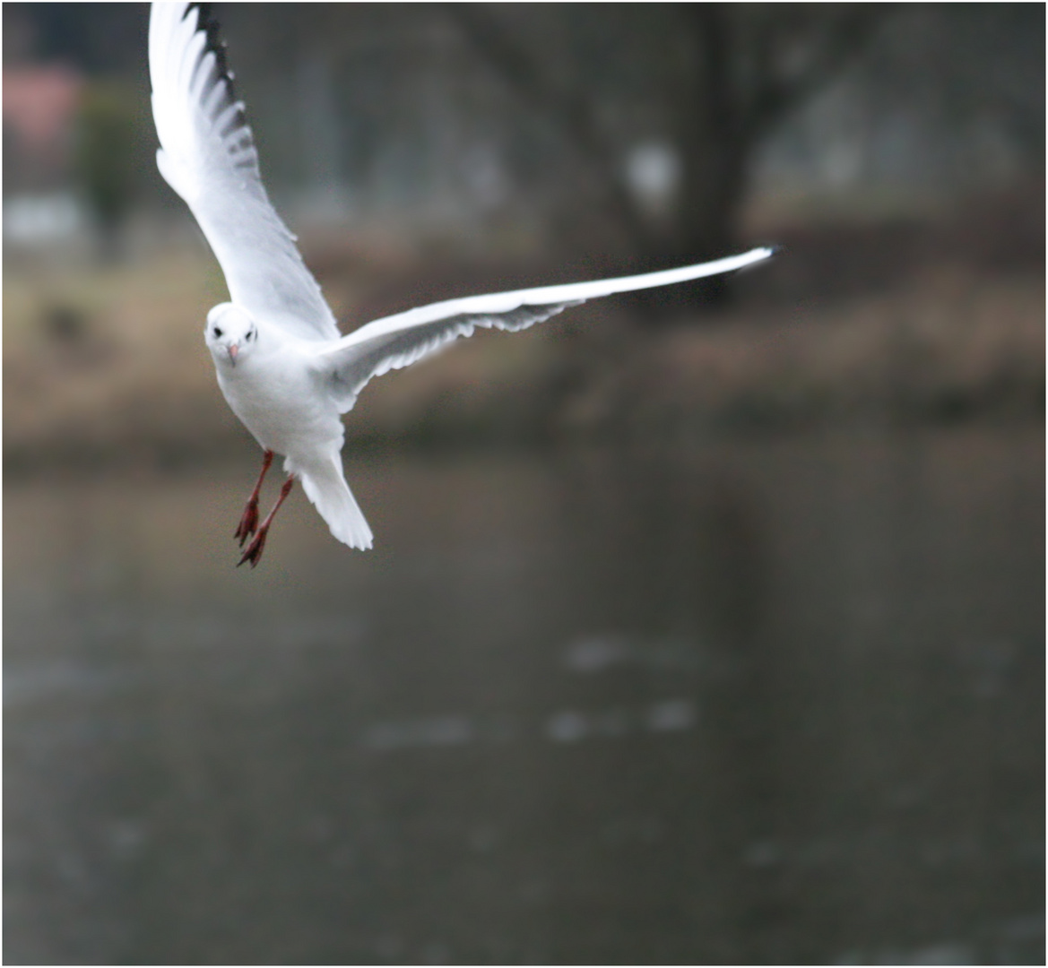 Möwe im Anflug