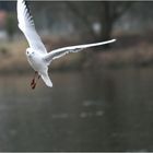 Möwe im Anflug