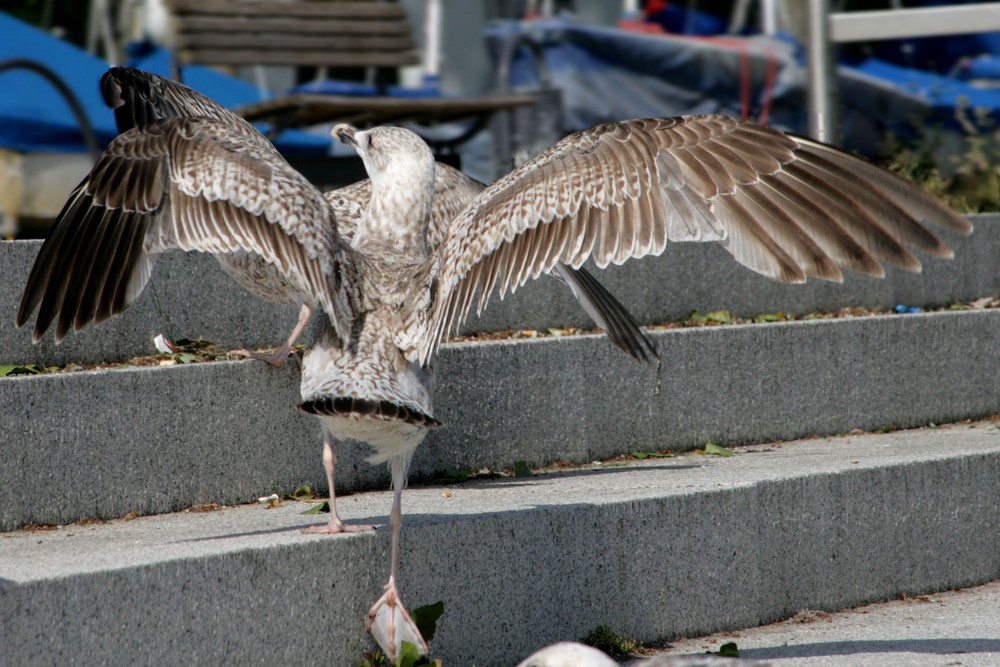 Möwe im Anflug