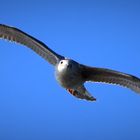 Möwe im Anflug